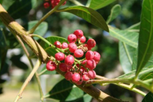 Fruit-of-Brazilian-Pepper-Tree