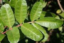 Leaves-of-Brazilian-Pepper-Tree
