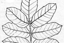 Sketch-of-Brazilian-Pepper-Tree