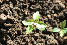 Small-Sapling-of-Brazilian-Pepper-Tree