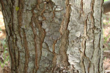 Stem-of-Brazilian-pepper-tree