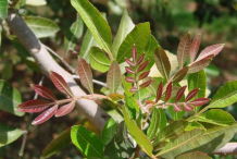 Young-leaves-of-Brazilian-Pepper-Tree