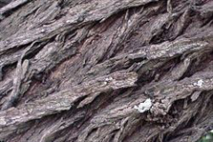 Closer-view-of-Bark