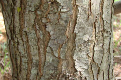 Stem-of-Brazilian-pepper-tree