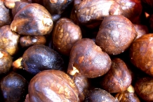 Breadfruit-seeds-1