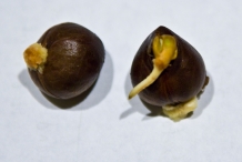 Breadfruit-seeds-2