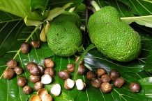 Breadfruit-seeds-3