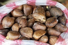 Breadfruit-seeds-4