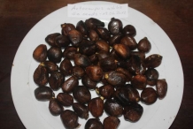 Breadfruit-seeds-5