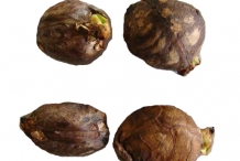 Breadfruit-seeds-6