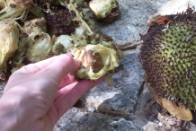 Breadfruit-seeds-with-fruit