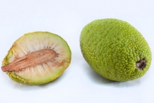 Breadfruit-cut