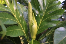 Breadfruit-flower