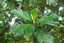 Breadfruit-leaves