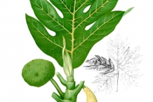 Breadfruit-plant-illustration