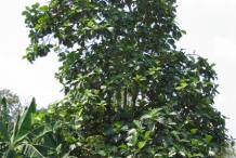 Breadfruit-tree