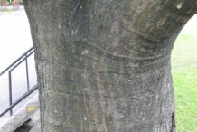 Breadfruit-trunk