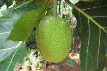 Breadfruit