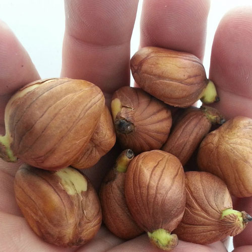Breadnut-Seeds