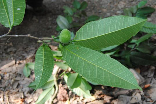 Leaves-of-Breadnut-plant