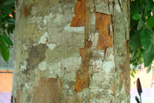 Bark-of-Breadnut-tree