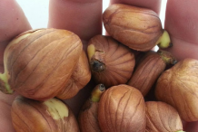 Breadnut-Seeds