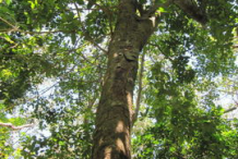 Breadnut-Tree