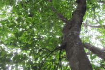 Breadnut-Trunk