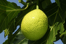 Breadnut-fruit-on-the-tree