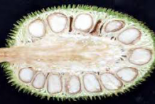 Half-cut-Breadnut