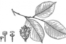 Sketch-of-Breadnut