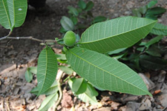 Leaves-of-Breadnut-plant