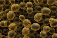 Brewer's-yeast-fungus-3