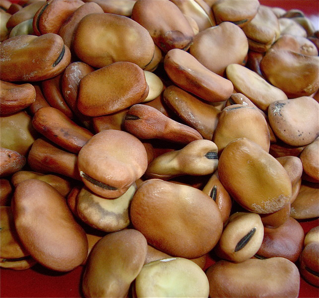 Dried-Broad-beans