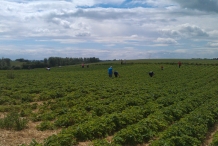 Broad-beans-farm