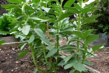 Broad-beans-plant
