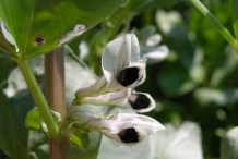 Close-up-flower-of-Broad-beans