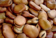 Dried-Broad-beans