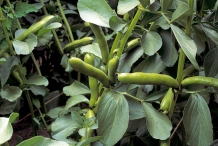 Green-pods-of-Broad-beans