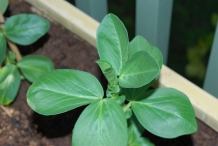 Leaves-of-Broad-beans
