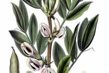 Plant-illustration-of-Green-beans