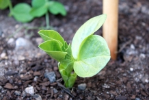 Seedlings-of-Broad-beans