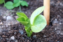 Seedlings-of-Broad-beans