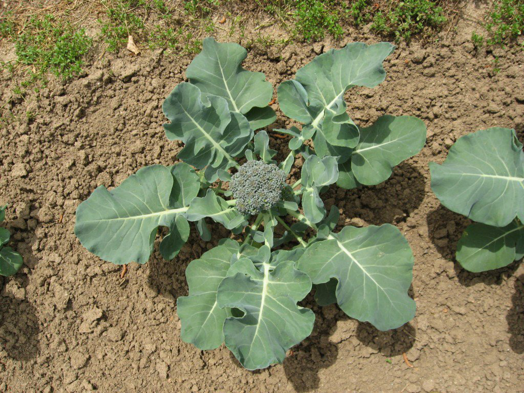 Broccoli-plant