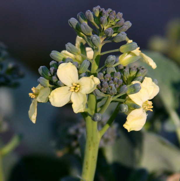 Close-up-flower-of-Broccoli