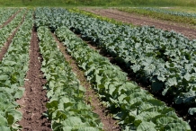 Broccoli-farm