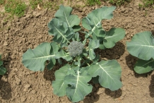 Broccoli-plant