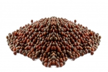 Broccoli-seeds
