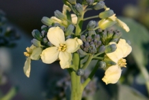 Close-up-flower-of-Broccoli