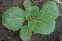Leaves-of-Broccoli
